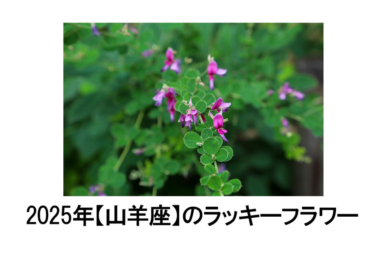 2025年の運気を左右する花とは？【山羊座】｜山田ありすの花占い