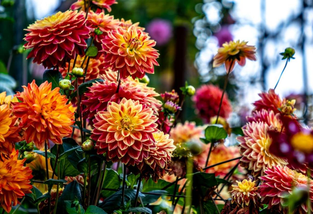 2025年の運気を左右する花とは？【天秤座】｜山田ありすの花占い（画像2）