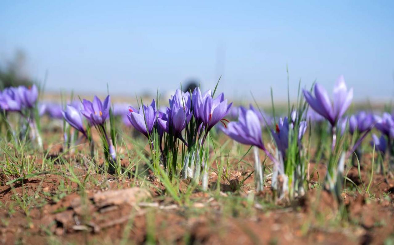 2025年の運気を左右する花とは？【射手座】｜山田ありすの花占い（画像2）