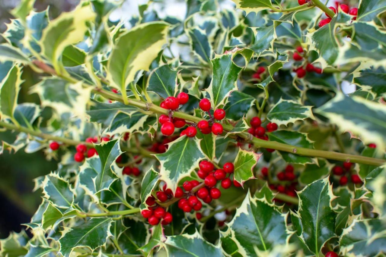 【ガーデニング】かわいい赤い実の植物【7選】　玄関や庭を飾りつけよう（画像17）