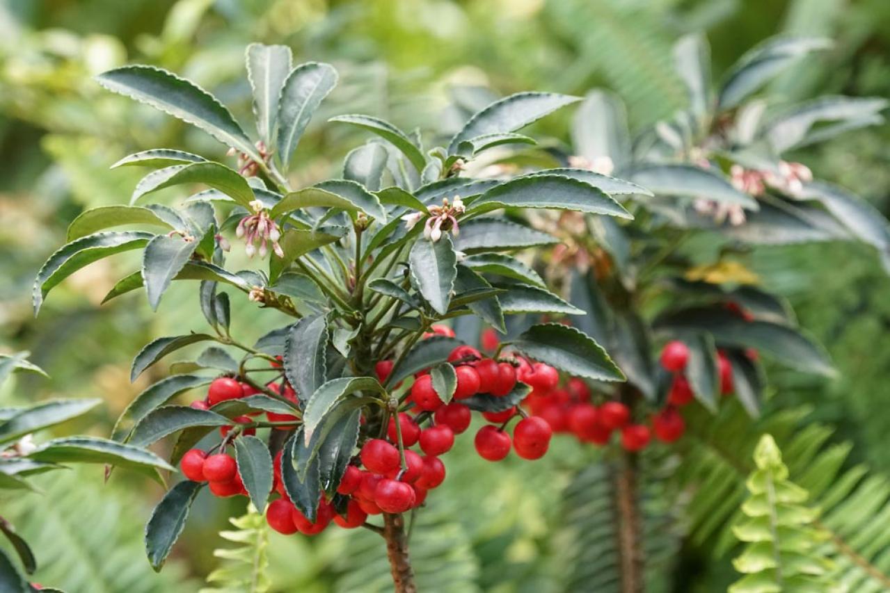 【ガーデニング】かわいい赤い実の植物【7選】　玄関や庭を飾りつけよう（画像16）