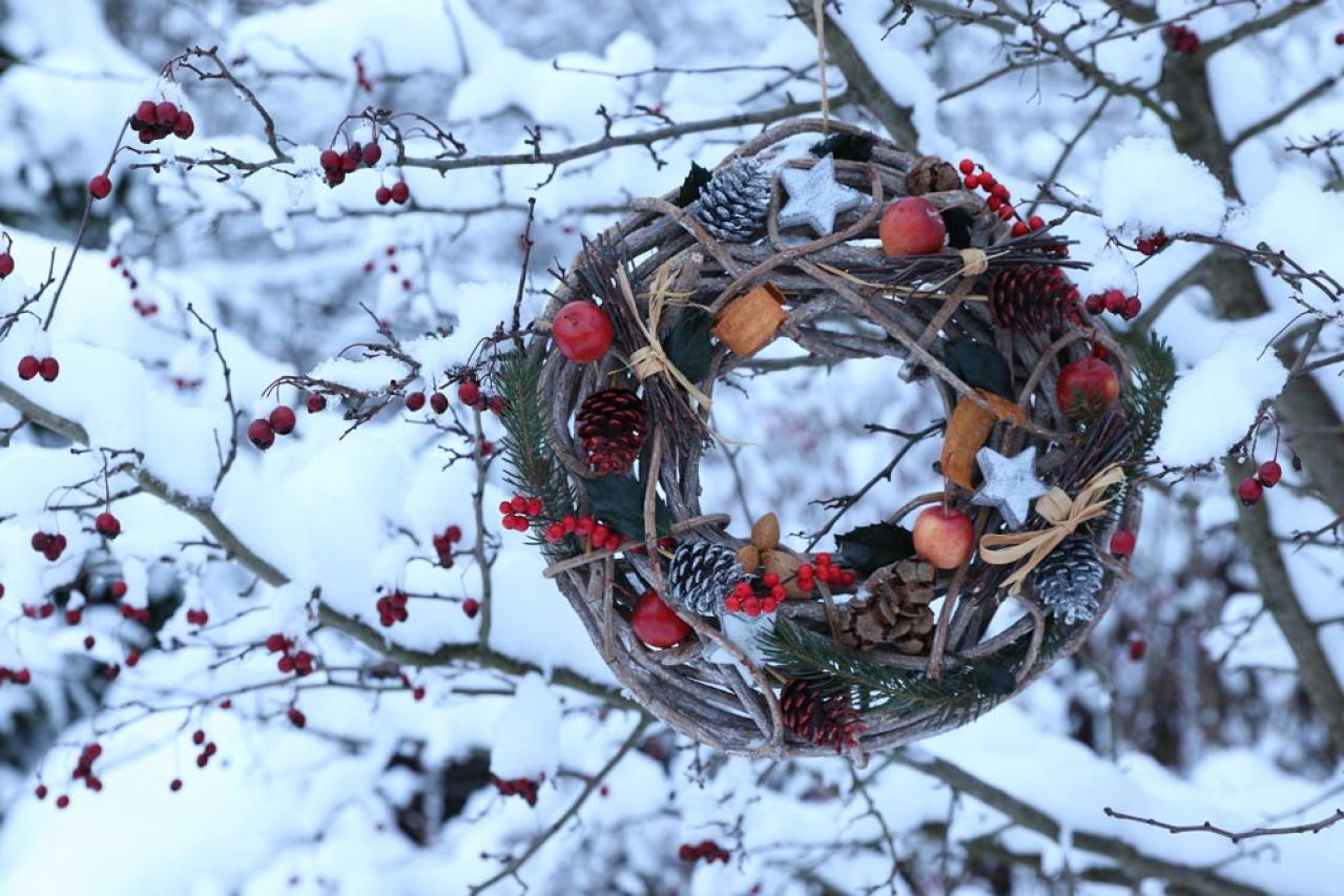 【ガーデニング】かわいい赤い実の植物【7選】　玄関や庭を飾りつけよう（画像7）
