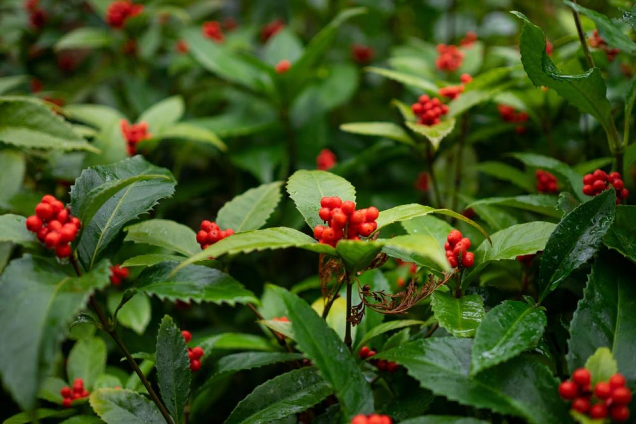 【ガーデニング】かわいい赤い実の植物【7選】　玄関や庭を飾りつけよう（画像12）