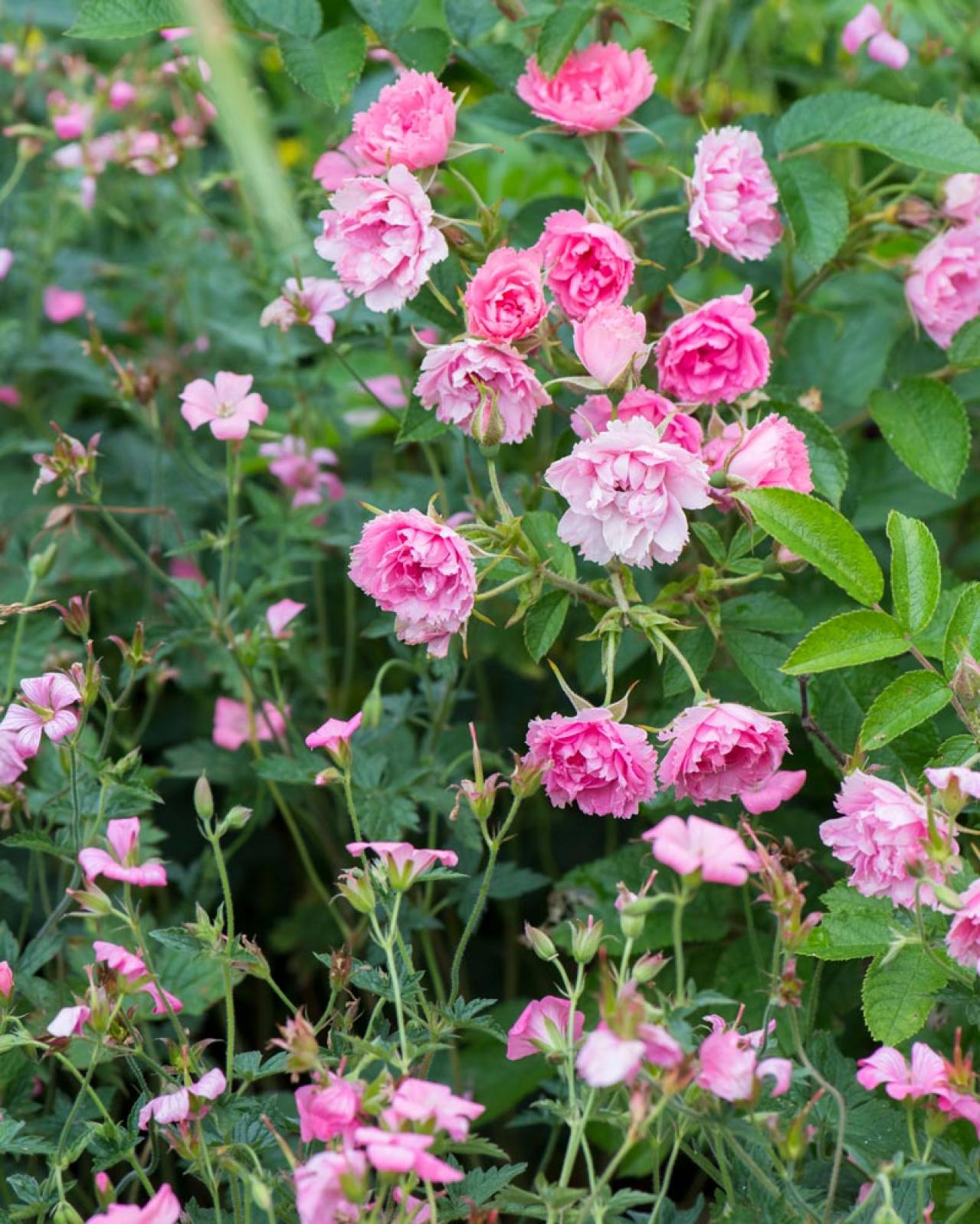 【ガーデニング】鉢植えバラの冬の管理どうする？初心者のバラ育てQ＆A（画像4）