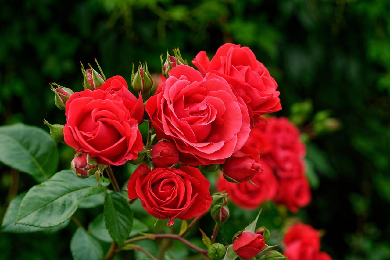 【ガーデニング】鉢植えバラの冬の管理どうする？初心者のバラ育てQ＆A