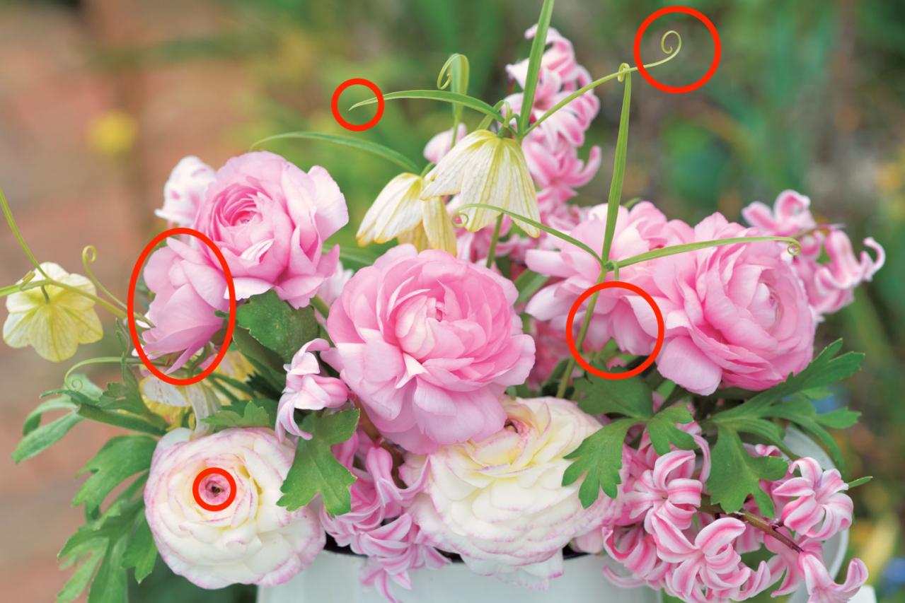 【花のまちがいさがし】「ラナンキュラス」の2つの写真に5つのちがいが。さて、どこ？（画像4）