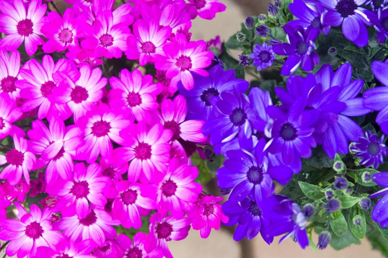 【ガーデニング】室内で楽しめる花【7選】冬のお部屋でかわいく咲かせよう（画像6）