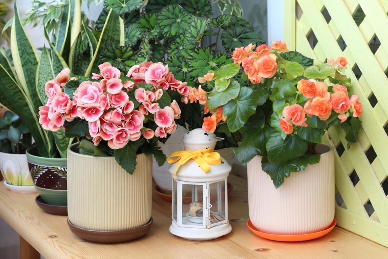 【ガーデニング】室内で楽しめる花【7選】冬のお部屋でかわいく咲かせよう（画像2）