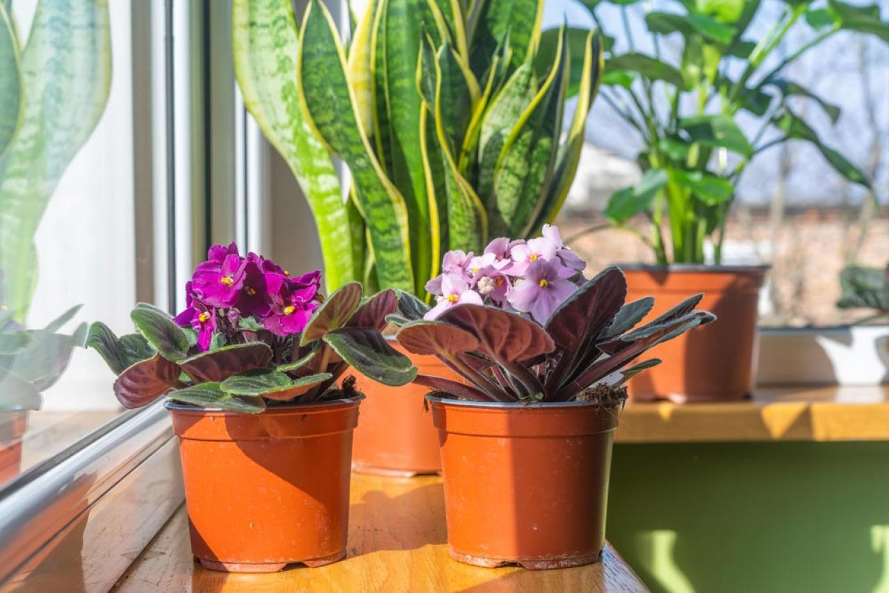 【ガーデニング】室内で楽しめる花【7選】冬のお部屋でかわいく咲かせよう（画像3）