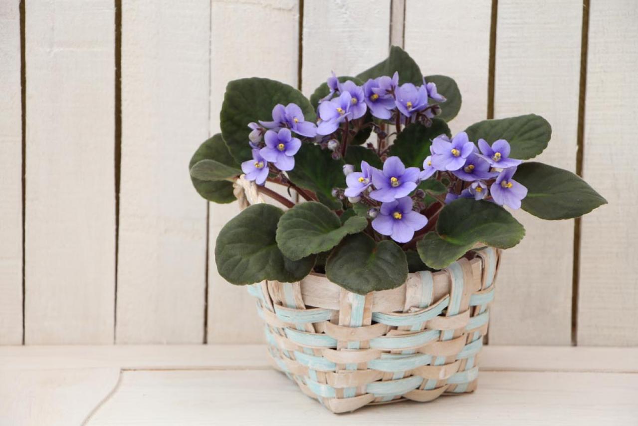 【ガーデニング】室内で楽しめる花【7選】冬のお部屋でかわいく咲かせよう（画像11）