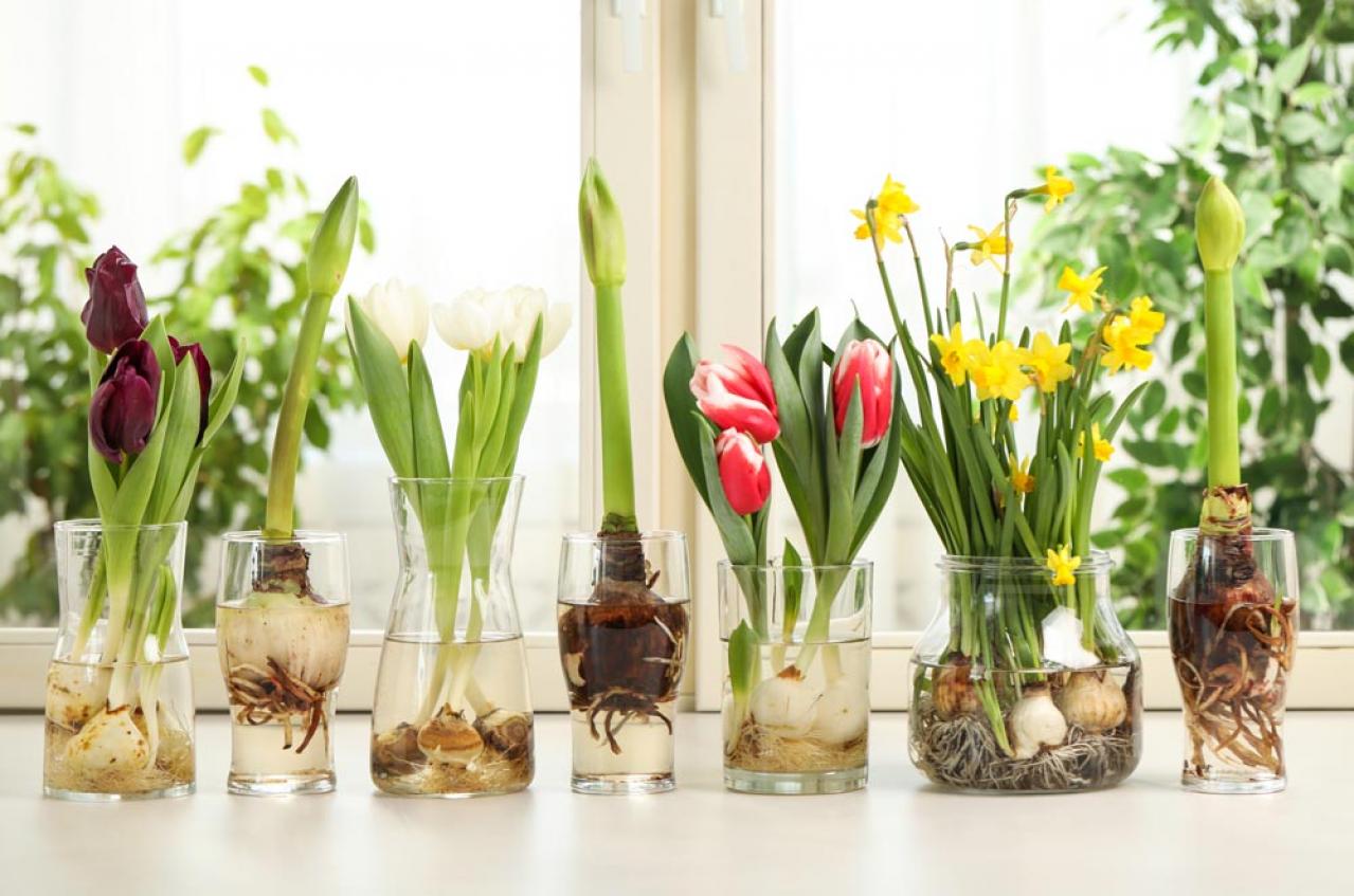 【ガーデニング】室内で楽しめる花【7選】冬のお部屋でかわいく咲かせよう（画像13）