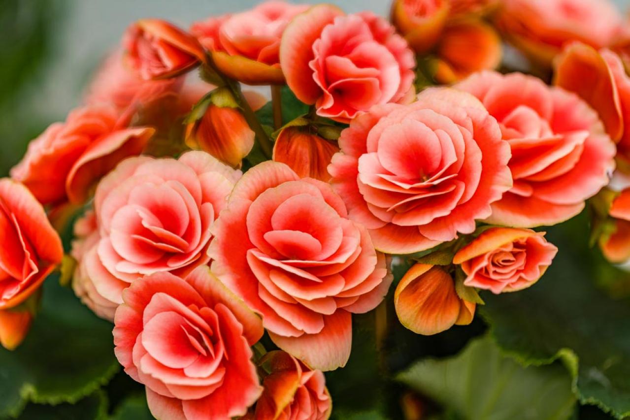 【ガーデニング】室内で楽しめる花【7選】冬のお部屋でかわいく咲かせよう（画像4）