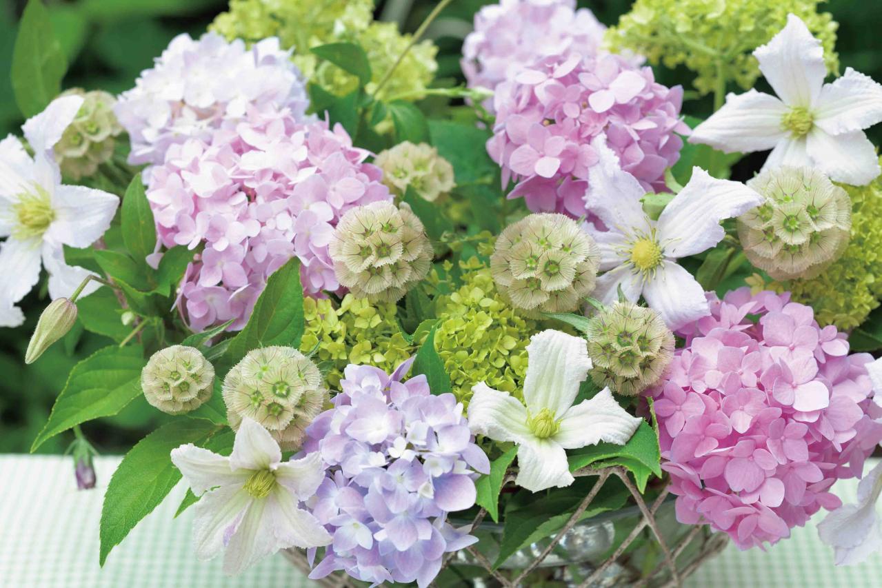 【花のまちがいさがし】「西洋アジサイ」の2つの写真に5つのちがいが。さて、どこ？（画像3）