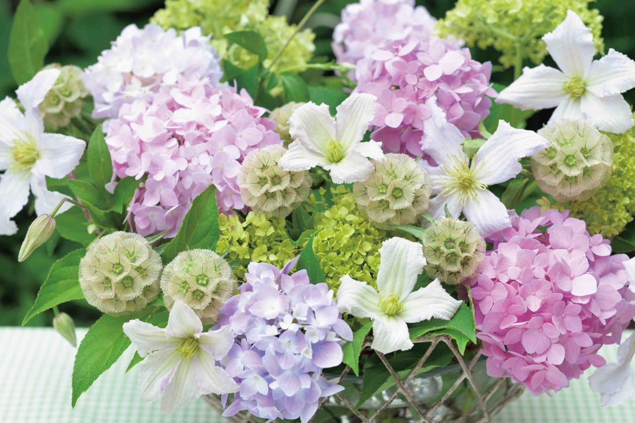 【花のまちがいさがし】「西洋アジサイ」の2つの写真に5つのちがいが。さて、どこ？（画像2）