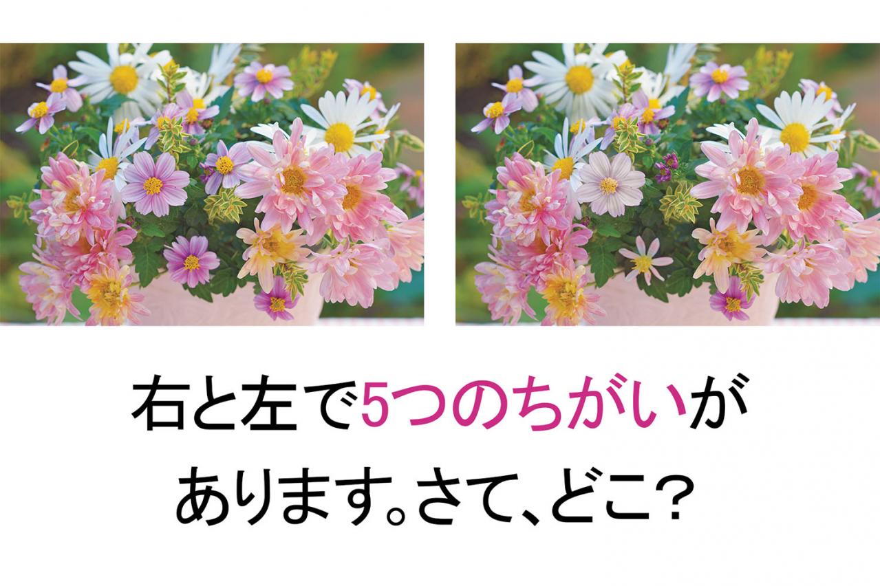【花の間違い探し】「キクたちの宴」の2つの写真に5つのちがいが。さて、どこ？