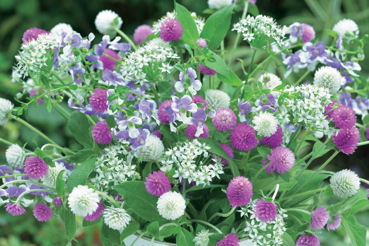 【花の間違い探し】「センニチコウ」の2つの写真に5つのちがいが。さて、どこ？（画像2）