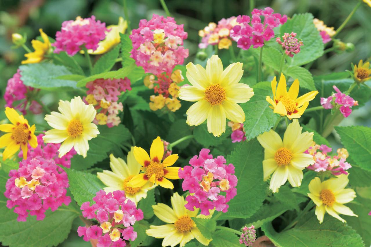 【花のまちがいさがし】「鮮やかに七変化」の2つの写真に5つのちがいが。さて、どこ？（画像2）