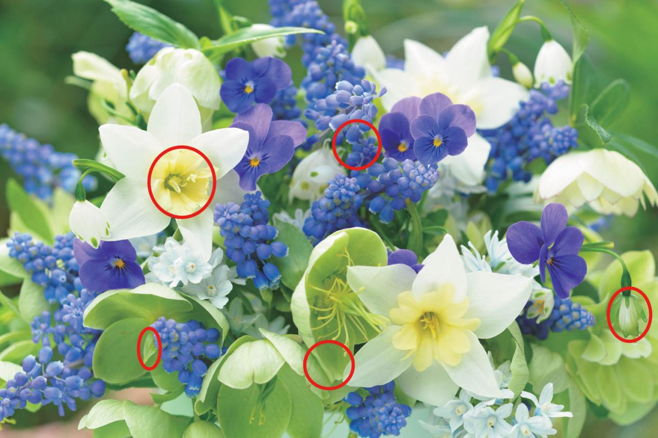 【花のまちがいさがし】「春の訪れ」の2つの写真に5つのちがいが。さて、どこ？（画像4）