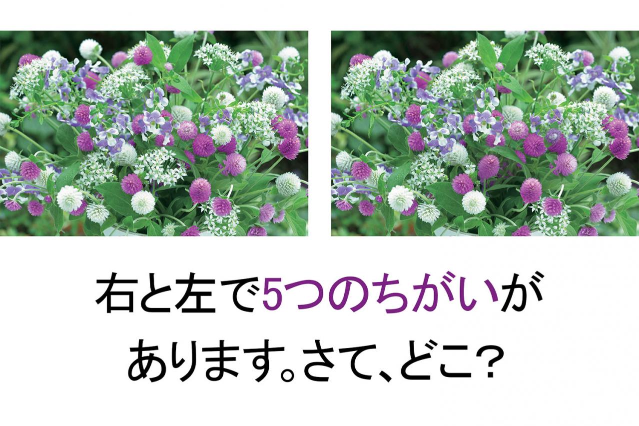 【花の間違い探し】「センニチコウ」の2つの写真に5つのちがいが。さて、どこ？