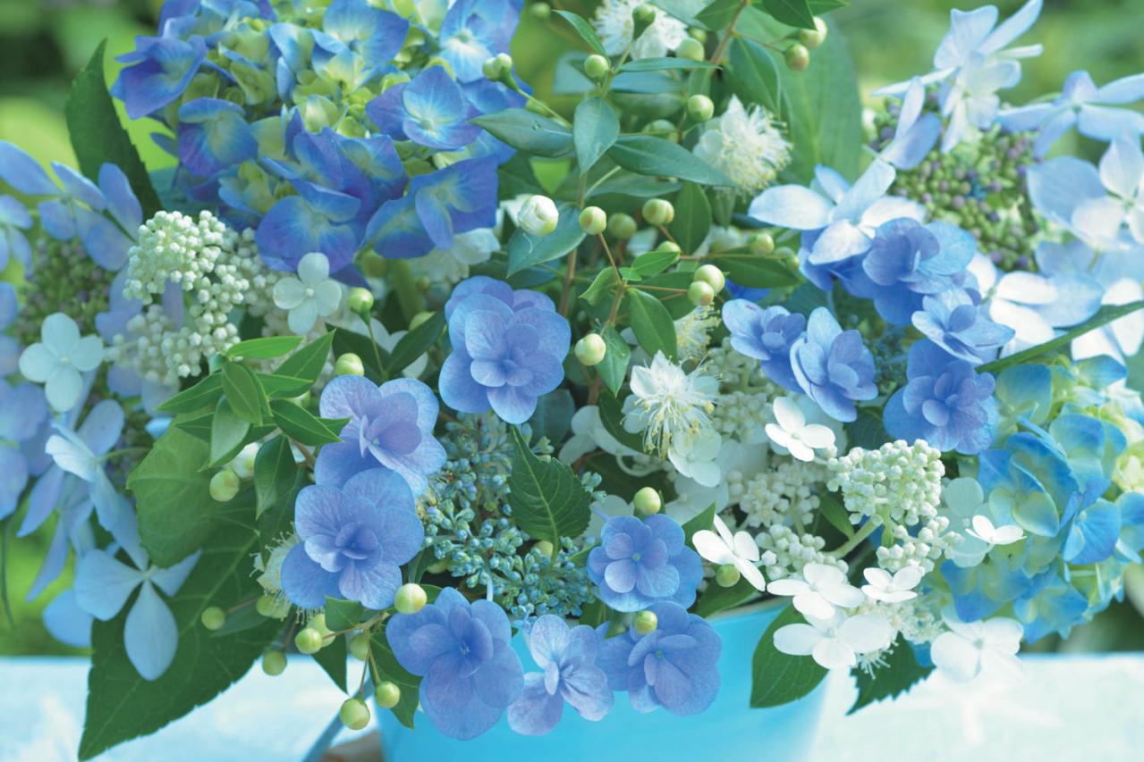 【花のまちがいさがし】「白と青のハーモニー」の2つの写真に5つのちがいが。さて、どこ？（画像2）