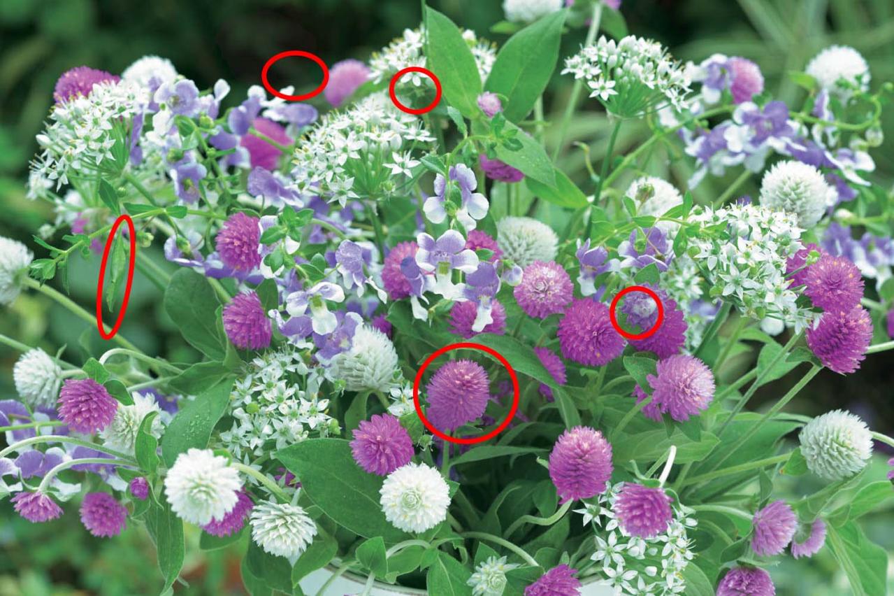 【花の間違い探し】「センニチコウ」の2つの写真に5つのちがいが。さて、どこ？（画像4）