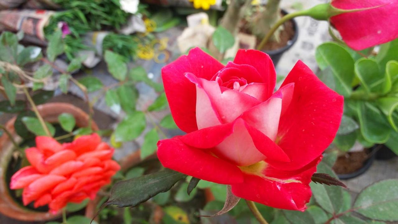 【ガーデニング】バラの基礎体力をつける【元肥】の与え方とは？ 初心者のバラ育てQ＆A（画像5）