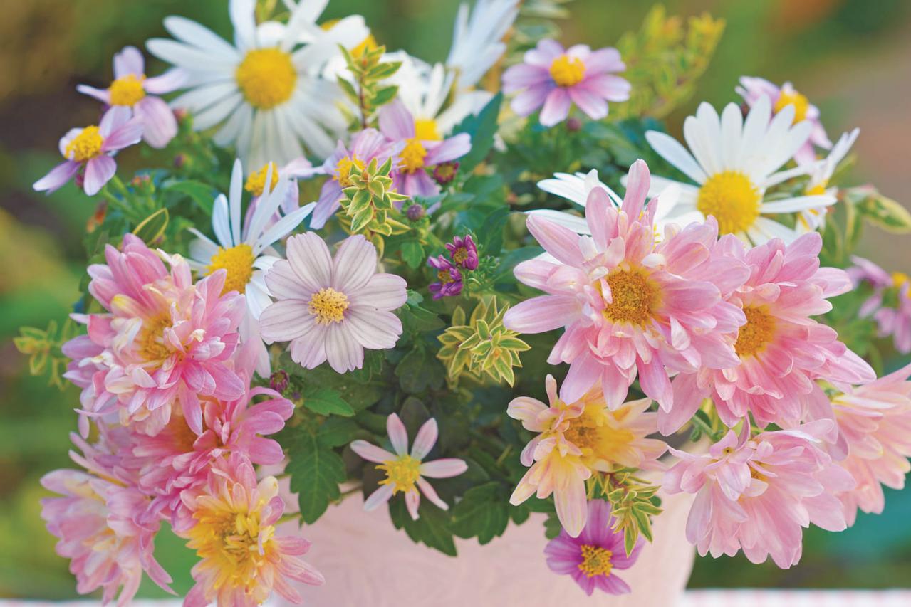 【花の間違い探し】「キクたちの宴」の2つの写真に5つのちがいが。さて、どこ？（画像3）