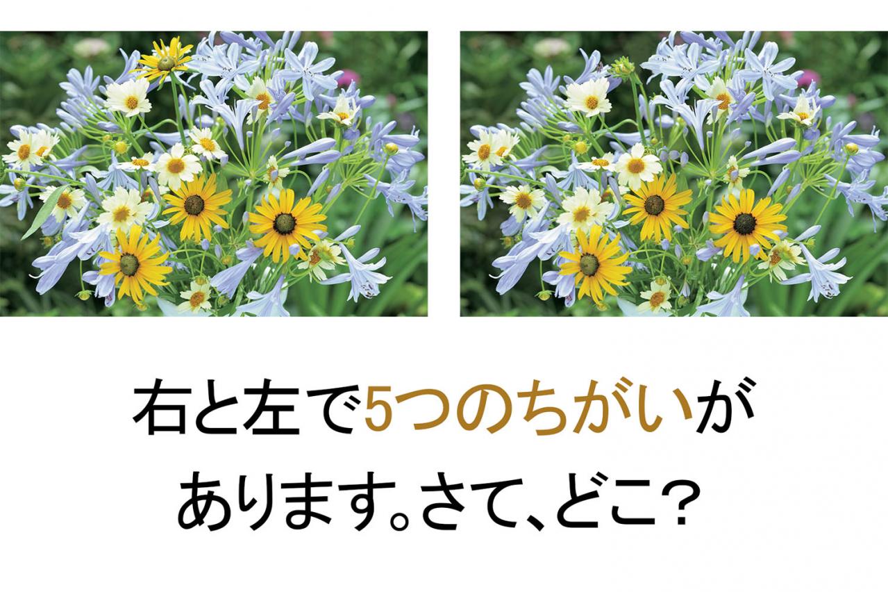 【花のまちがいさがし】「風も清かに」の2つの写真に5つのちがいが。さて、どこ？