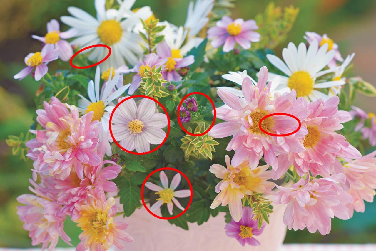 【花の間違い探し】「キクたちの宴」の2つの写真に5つのちがいが。さて、どこ？（画像4）