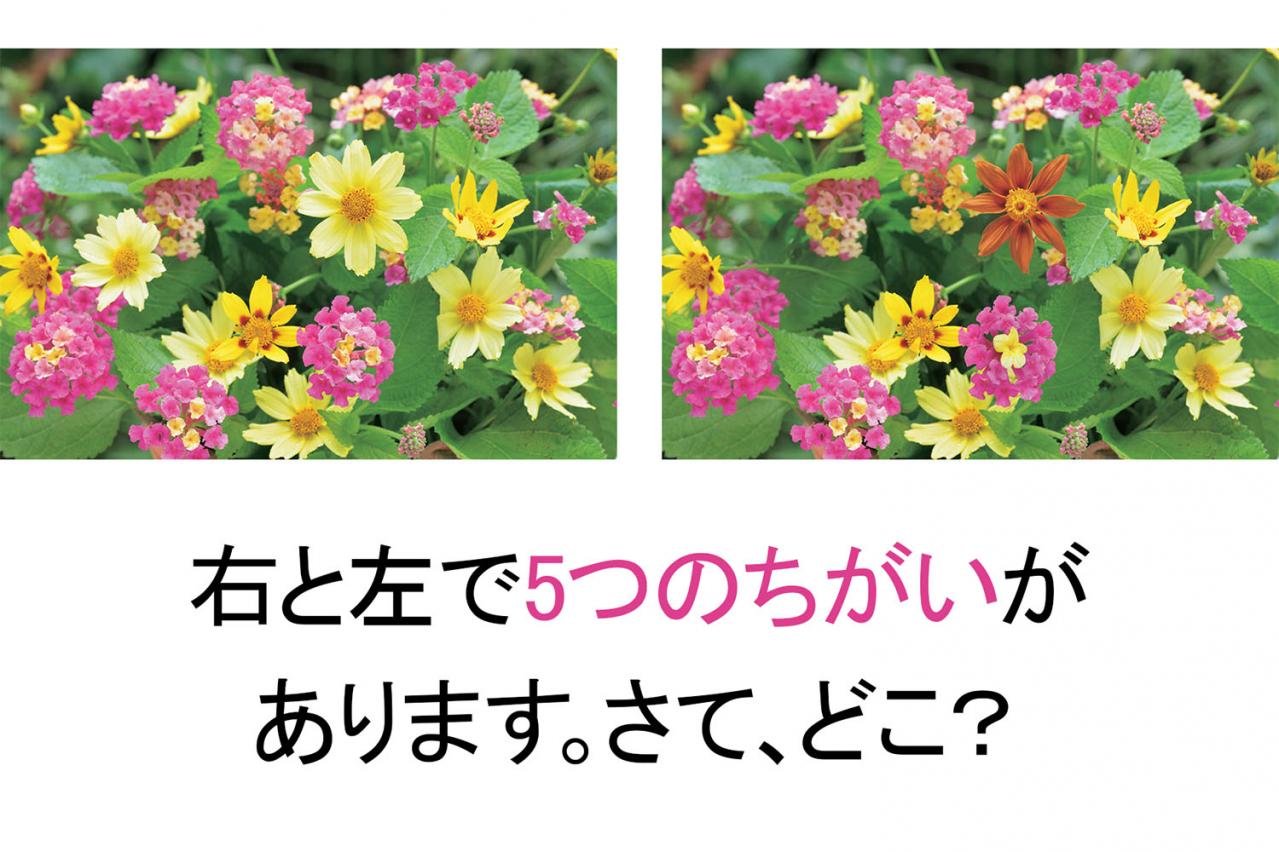 【花のまちがいさがし】「鮮やかに七変化」の2つの写真に5つのちがいが。さて、どこ？