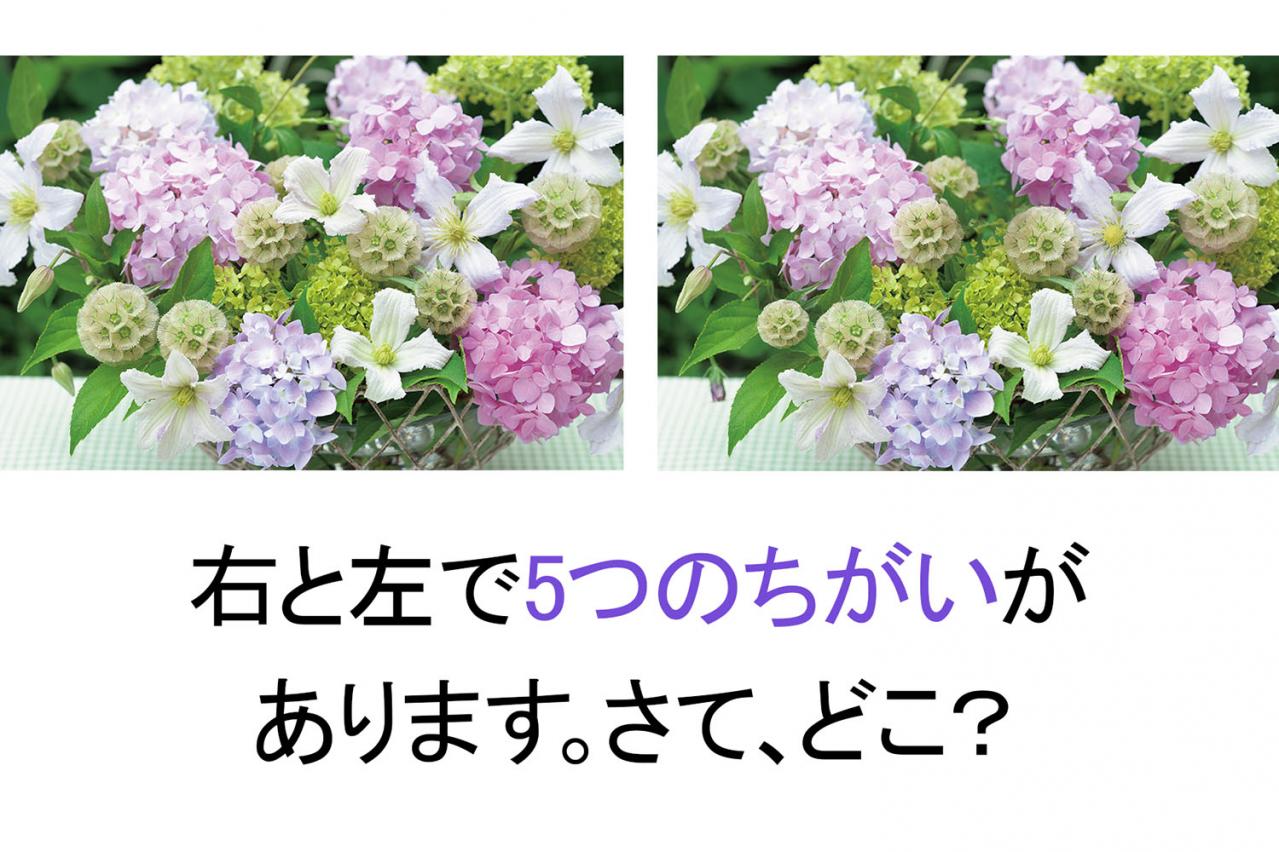 【花のまちがいさがし】「西洋アジサイ」の2つの写真に5つのちがいが。さて、どこ？