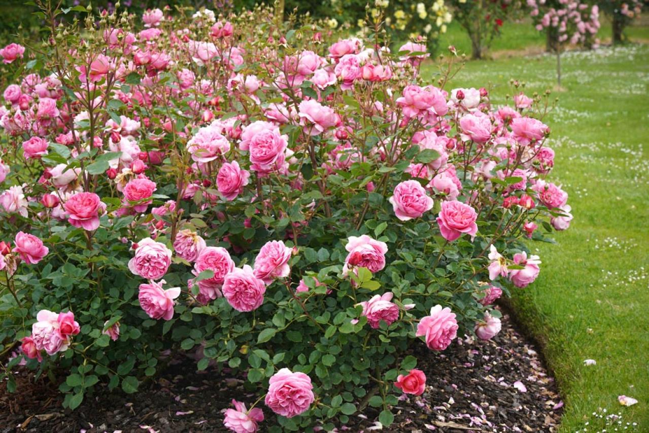 【ガーデニング】バラの基礎体力をつける【元肥】の与え方とは？ 初心者のバラ育てQ＆A（画像4）