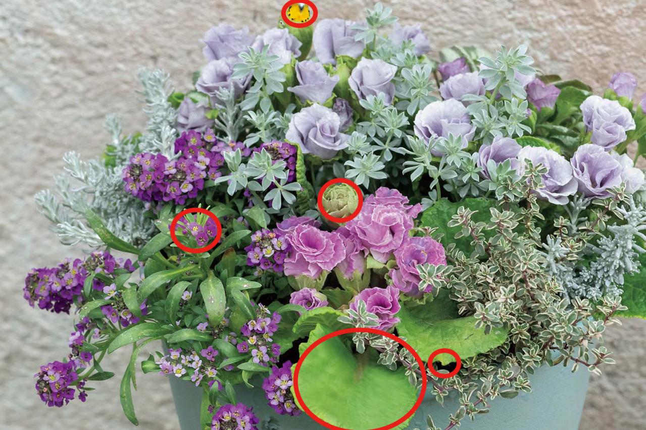 【花の間違い探し】「バラ咲きのプリムラ」の2つの写真に5つのちがいが。さて、どこ？（画像4）