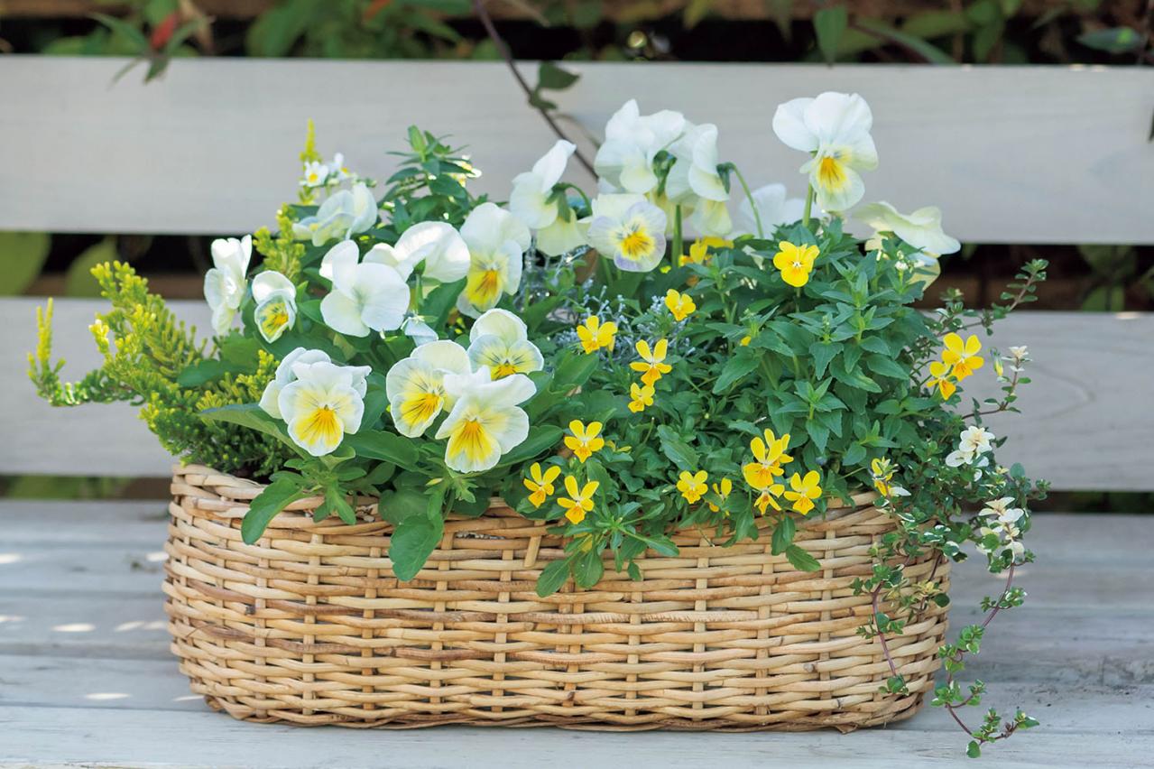 【花の間違い探し】「陽射しに舞う花」の2つの写真に5つのちがいが。さて、どこ？（画像3）