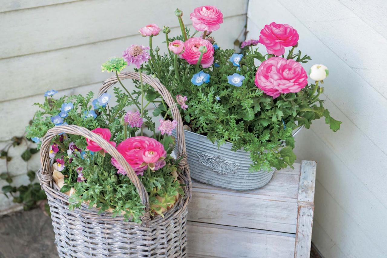 【花の間違い探し】「晴れやかに、夏」の2つの写真に5つのちがいが。さて、どこ？（画像3）