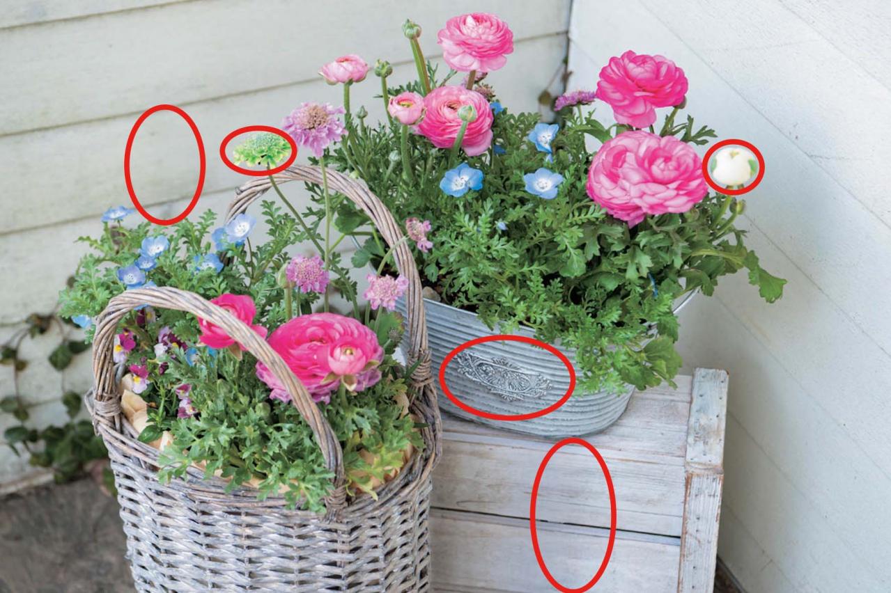 【花の間違い探し】「晴れやかに、夏」の2つの写真に5つのちがいが。さて、どこ？（画像4）