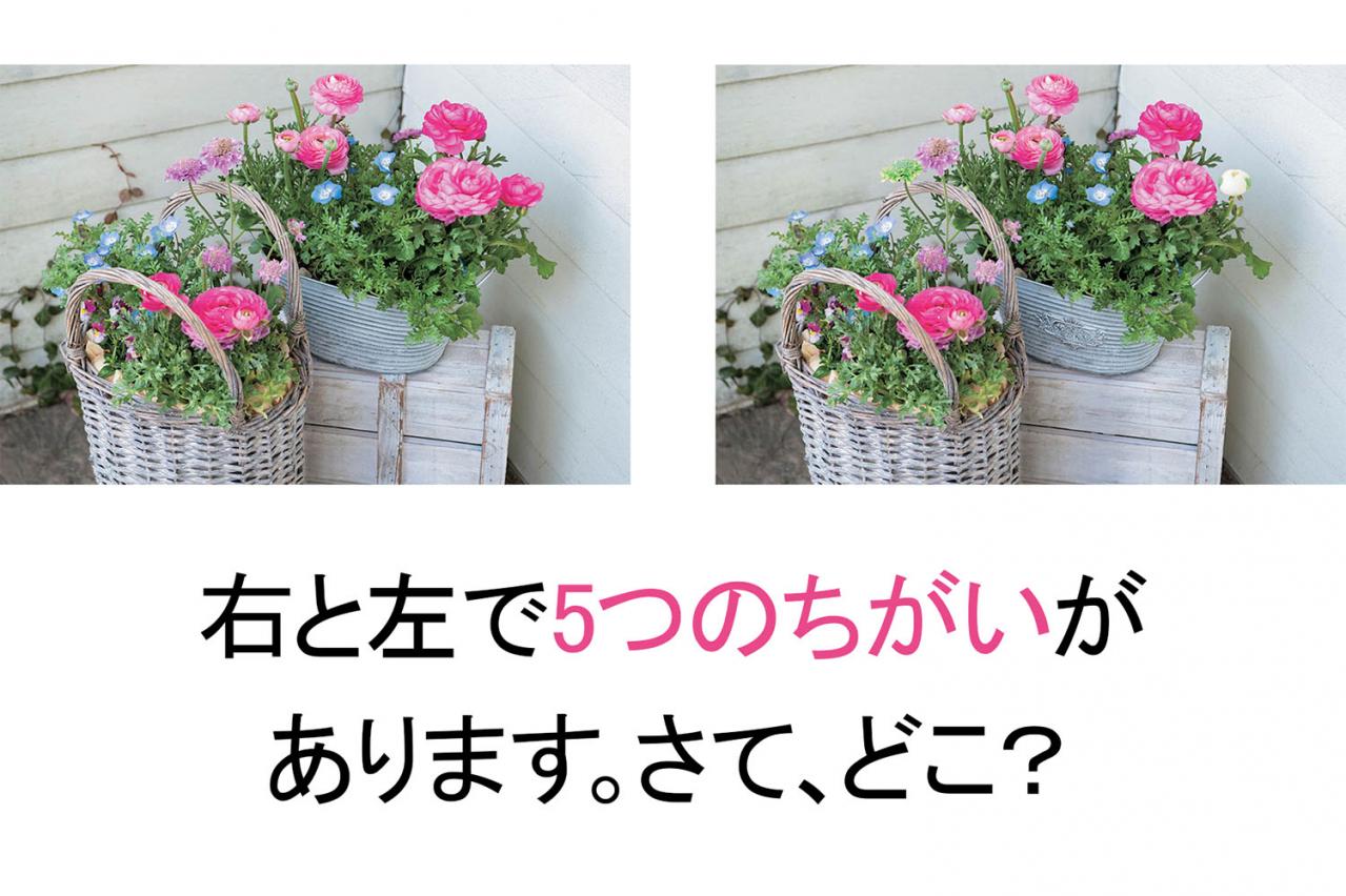 【花の間違い探し】「晴れやかに、夏」の2つの写真に5つのちがいが。さて、どこ？