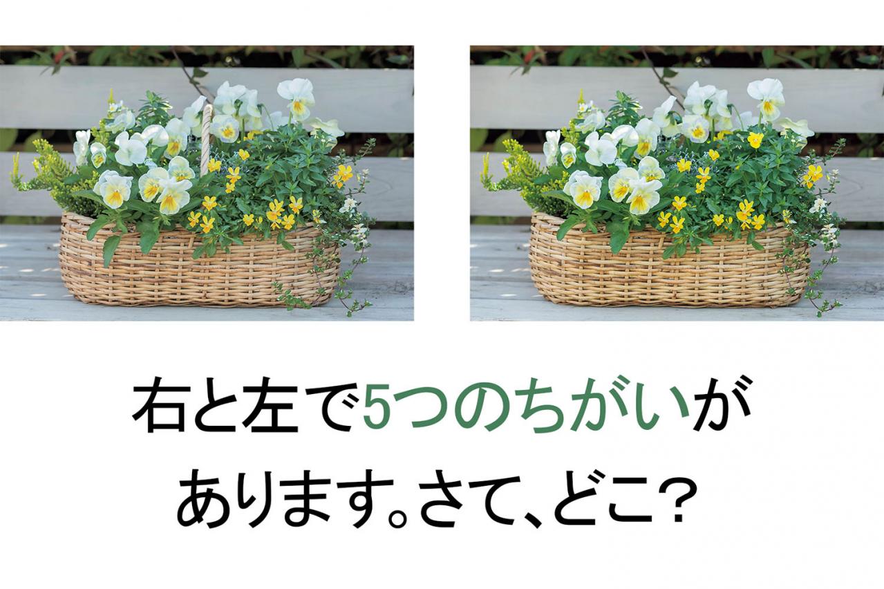 【花の間違い探し】「陽射しに舞う花」の2つの写真に5つのちがいが。さて、どこ？