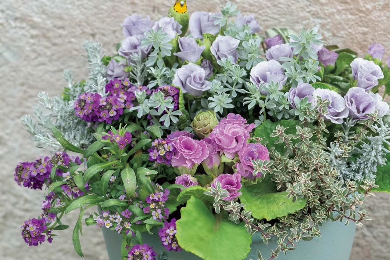 【花の間違い探し】「バラ咲きのプリムラ」の2つの写真に5つのちがいが。さて、どこ？（画像3）