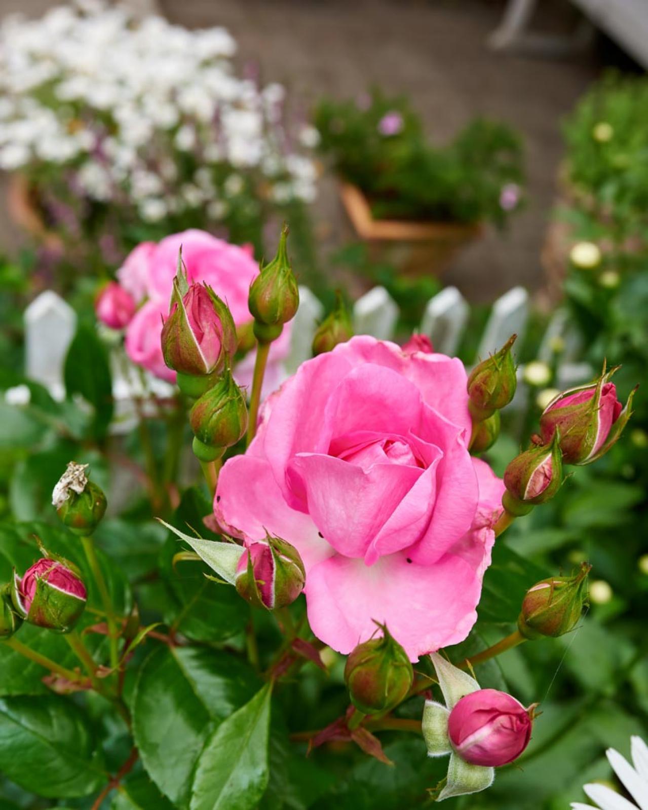 【ガーデニング】バラの基礎体力をつける【元肥】の与え方とは？ 初心者のバラ育てQ＆A（画像2）