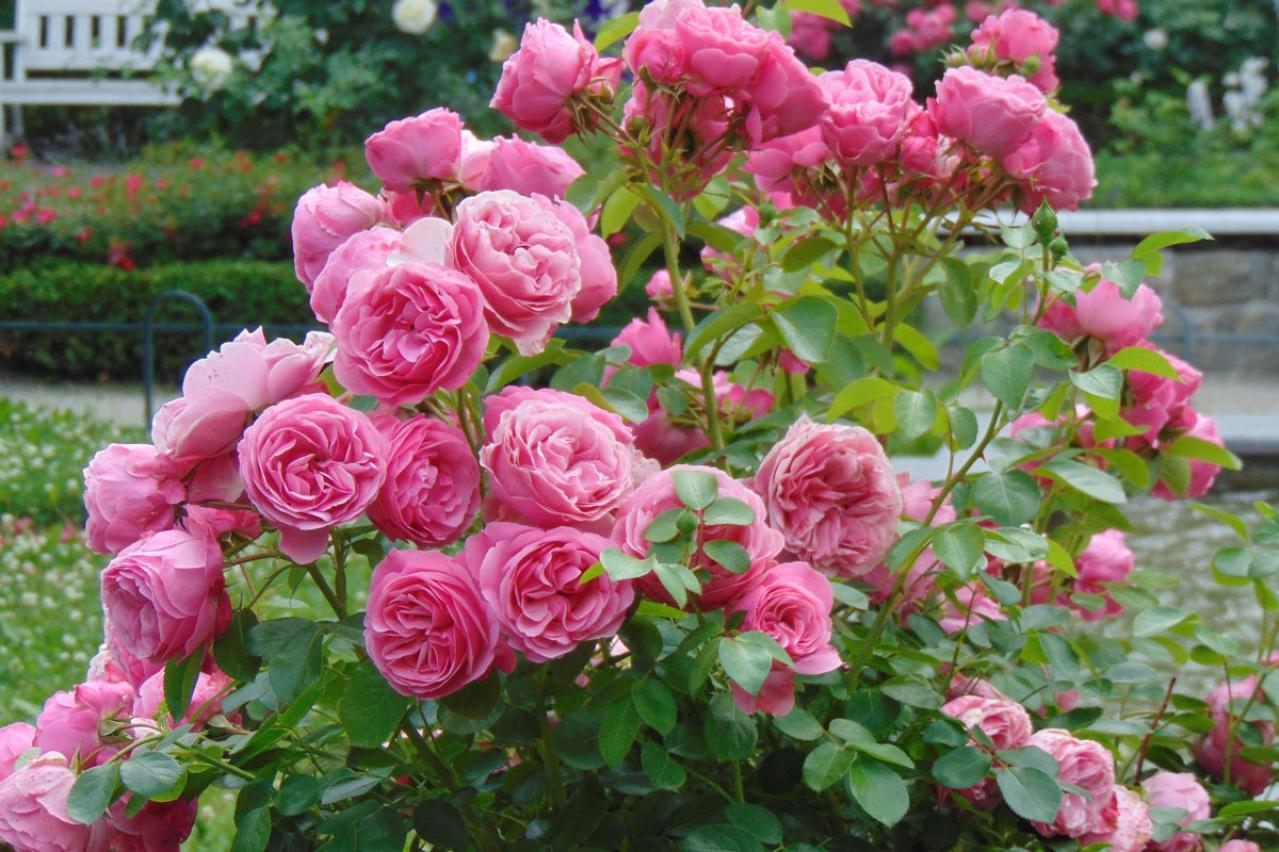 【ガーデニング】バラの基礎体力をつける【元肥】の与え方とは？ 初心者のバラ育てQ＆A