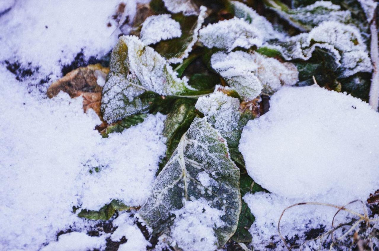 【ガーデニング】冬の水やりポイントはこれ！水切れや凍結に気をつけよう（画像5）