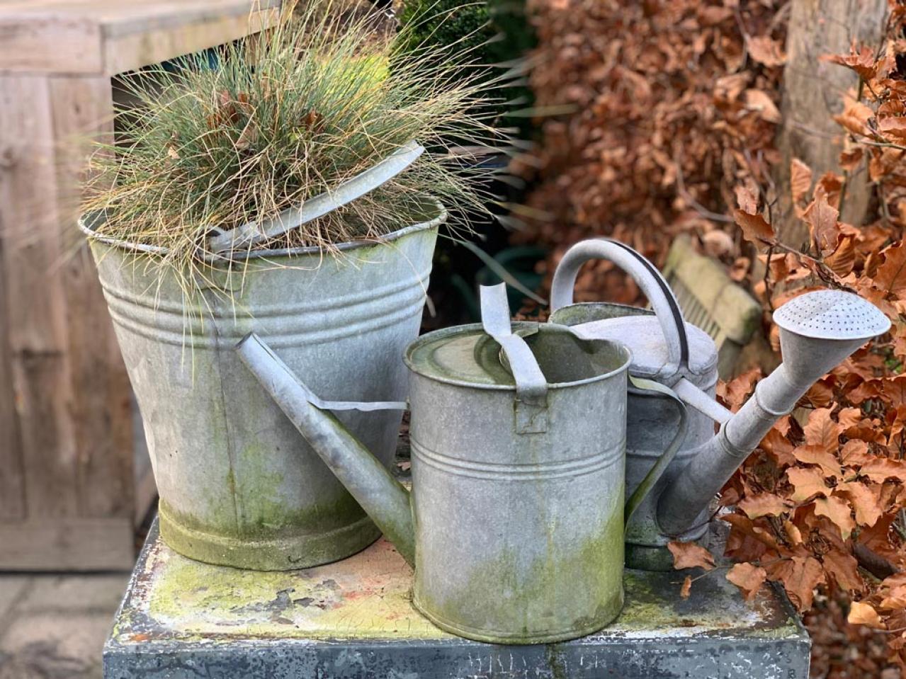 【ガーデニング】冬の水やりポイントはこれ！水切れや凍結に気をつけよう（画像3）