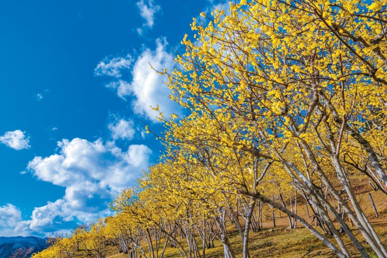 年間300万人以上が参拝に訪れる神社も【春の花の絶景】3選。「一度は行くべき」旅のプロ絶賛スポット