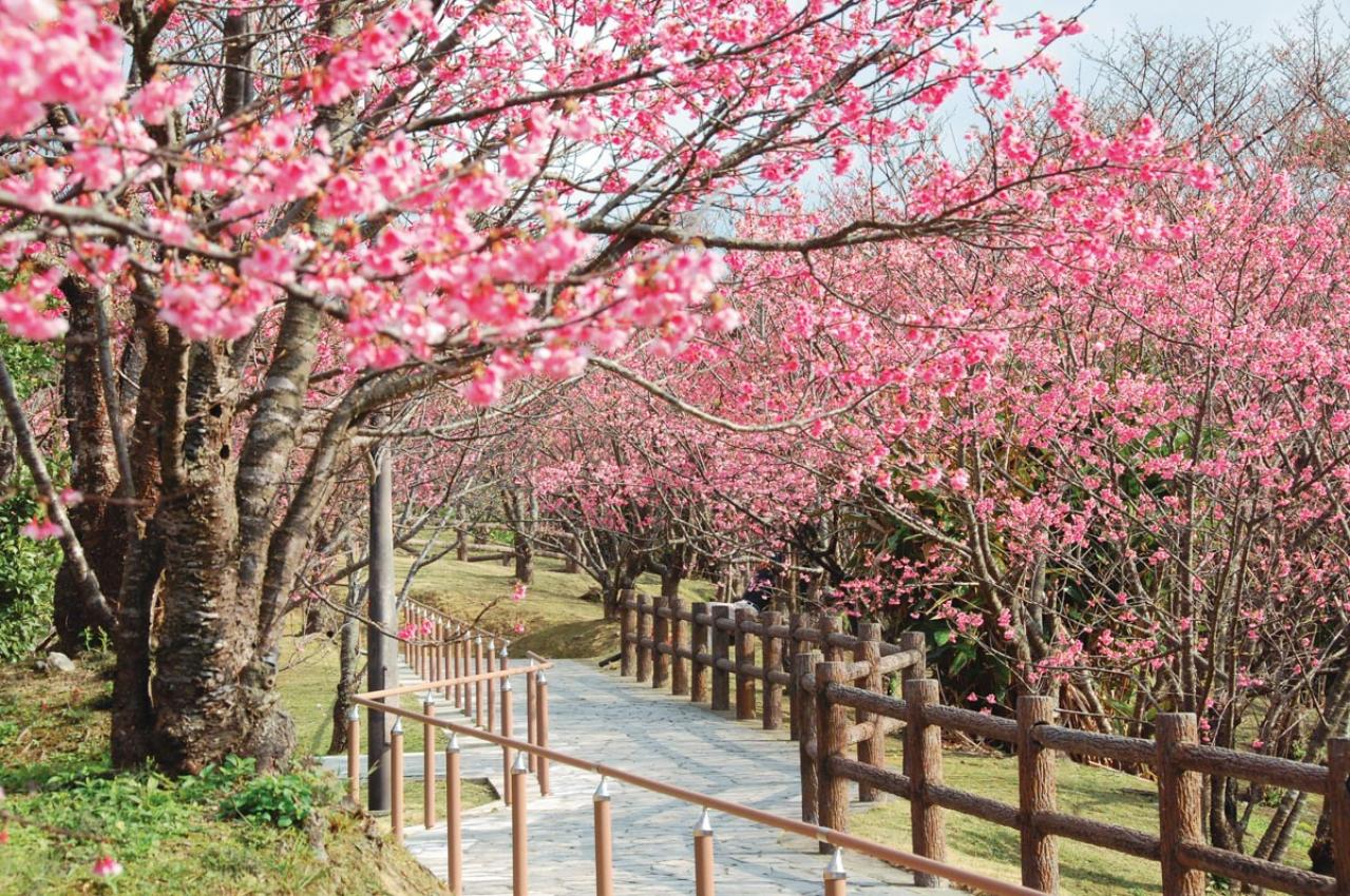年間300万人以上が参拝に訪れる神社も【春の花の絶景】3選。「一度は行くべき」旅のプロ絶賛スポット（画像3）