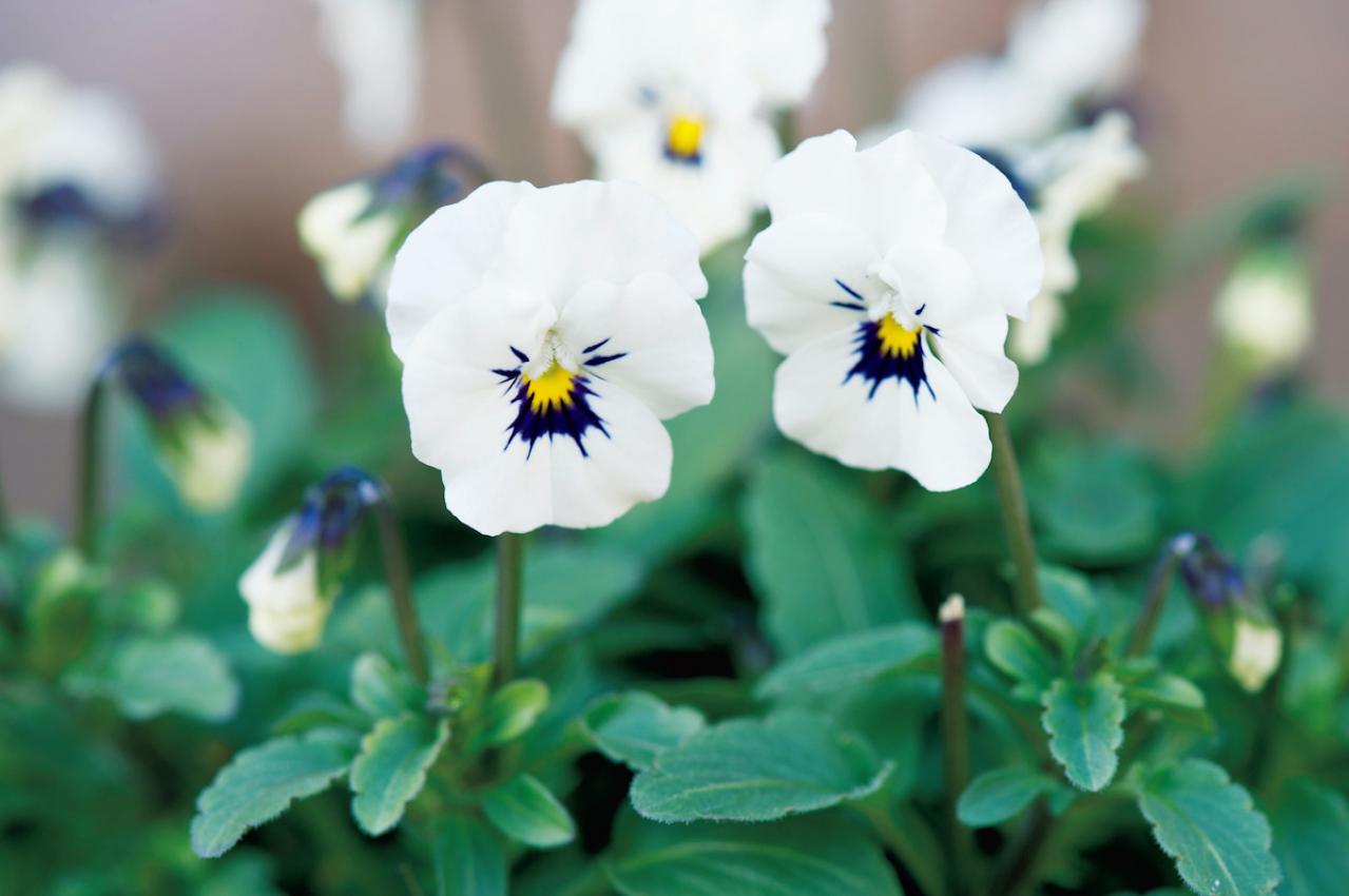 1月28日の花とは？【366日の誕生花と幸せの花言葉】