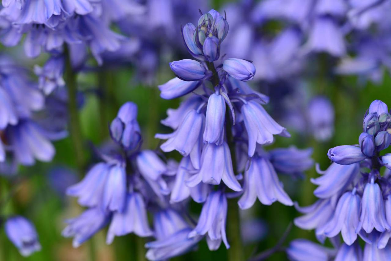 1月24日の花とは？【366日の誕生花と幸せの花言葉】