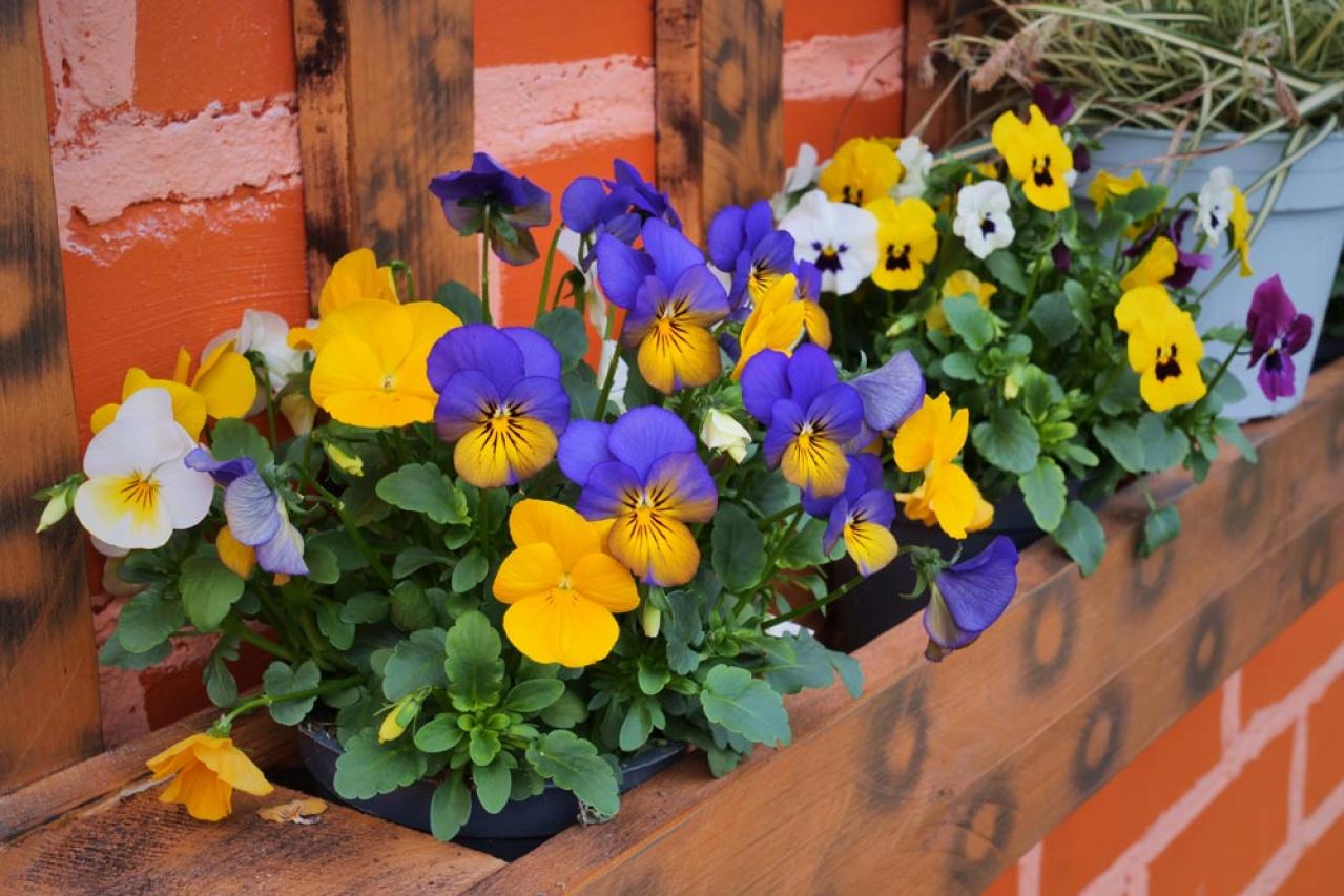 【ガーデニング】寒さに強い草花【6選】春まで咲き続ける寄せ植え（画像7）