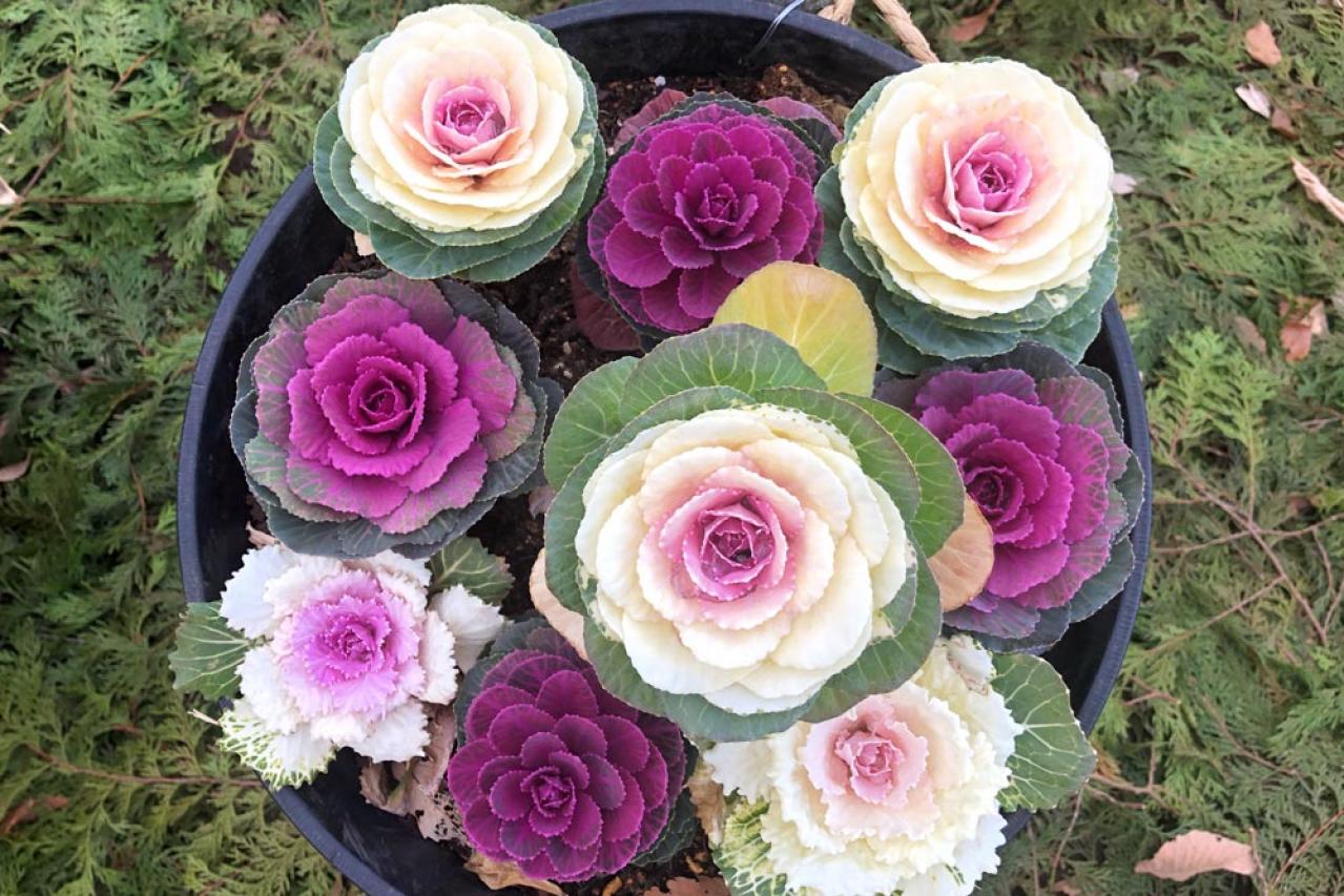 【ガーデニング】寒さに強い草花【6選】春まで咲き続ける寄せ植え（画像15）