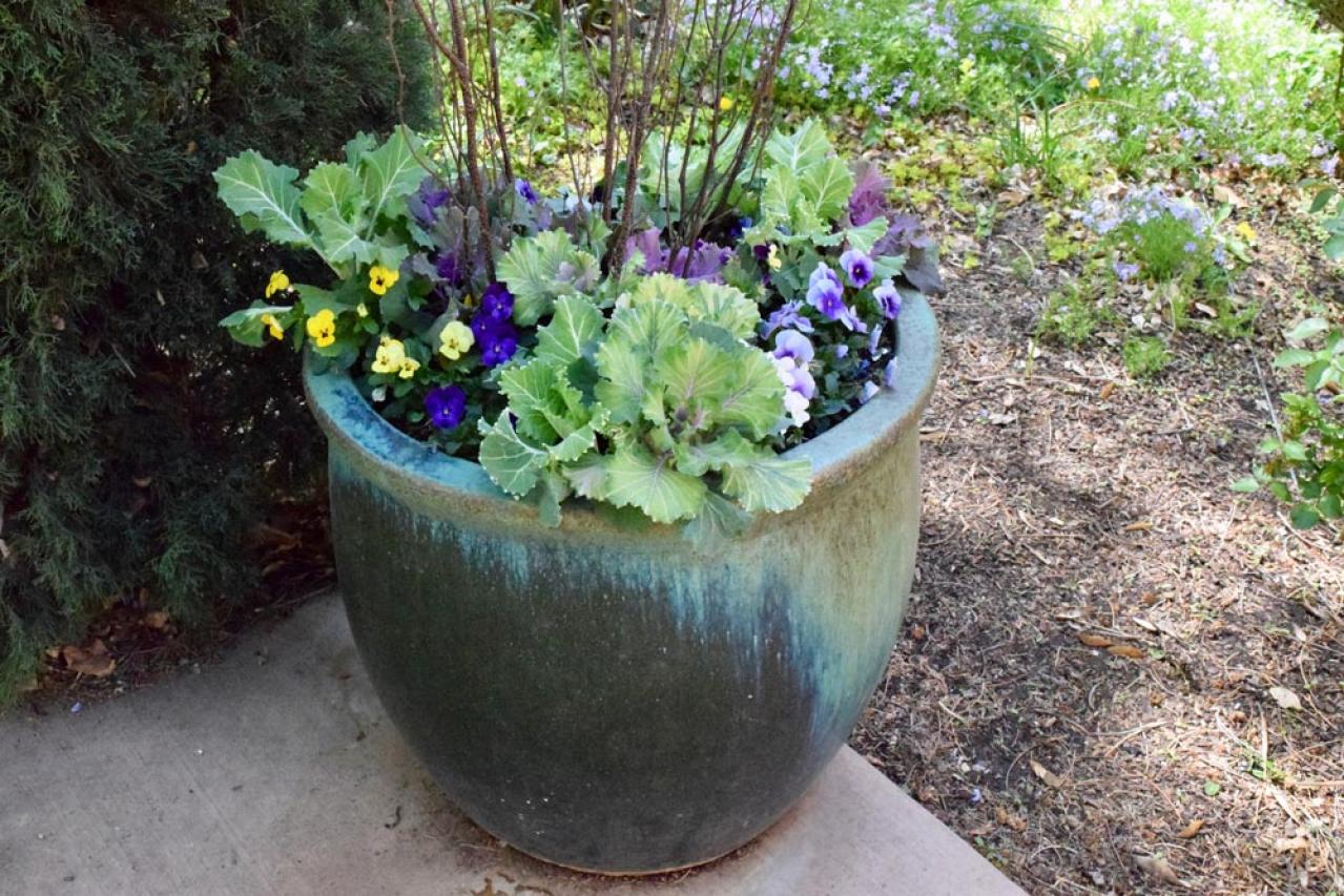 【ガーデニング】寒さに強い草花【6選】春まで咲き続ける寄せ植え（画像16）